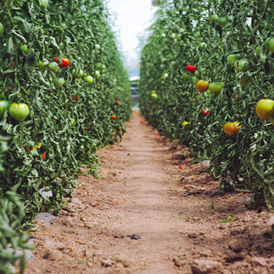 sowing and reaping tomatoes
